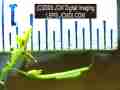 A second instar Sara Orange-Tip butterfly larva, filmed on 5-12-2008